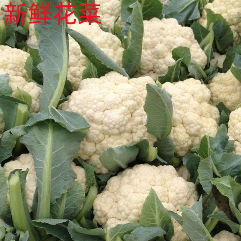 白花菜新鲜现摘花菜花椰当季农家蔬菜白菜花青帮疙瘩花5就整箱
