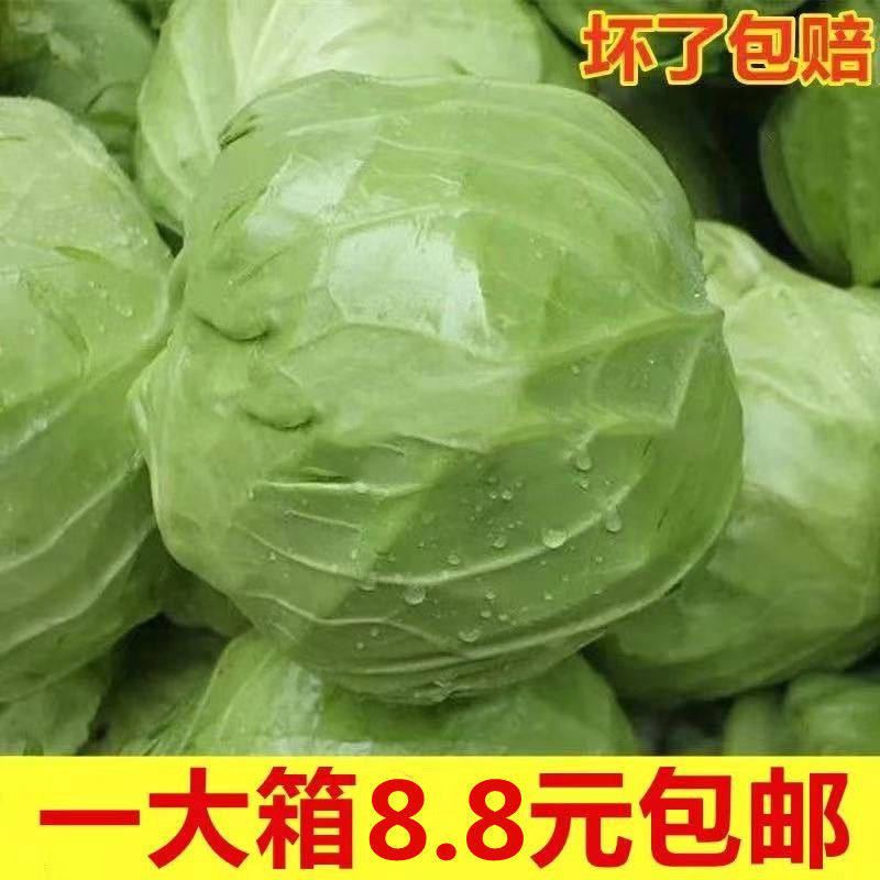 【春季】绿甘蓝圆包菜卷心菜莲花白沙拉农家新鲜蔬菜5斤包赔,水产肉类/新鲜蔬果/熟食,其它,淘宝优惠券,粉丝福利购,淘宝优惠卷