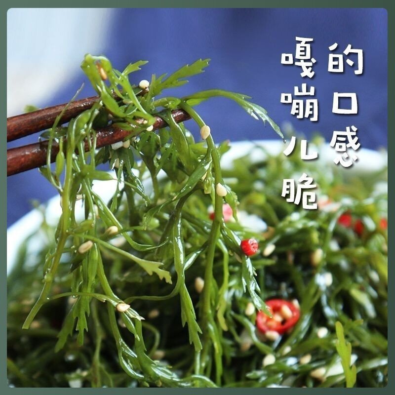 鞭炮笋海笋长寿菜凉拌菜菜海草藻菜火锅食材鞭泡笋盐渍马尾藻商用