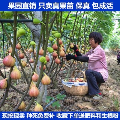 波姬红南北方种植无花果树苗发货