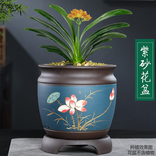 君子兰花盆家用超透气紫砂阳台盆