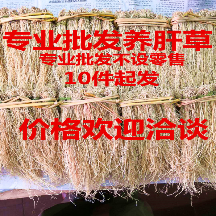 野生养肝广东食材龙须草
