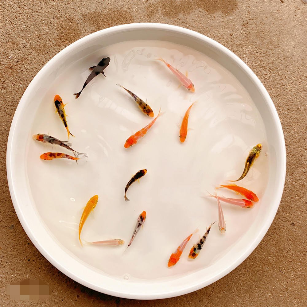 好养纯种鲤活鱼观赏鱼淡水观赏鱼