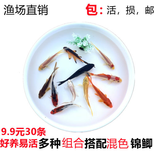 金鱼活体冷水小型锦鲤