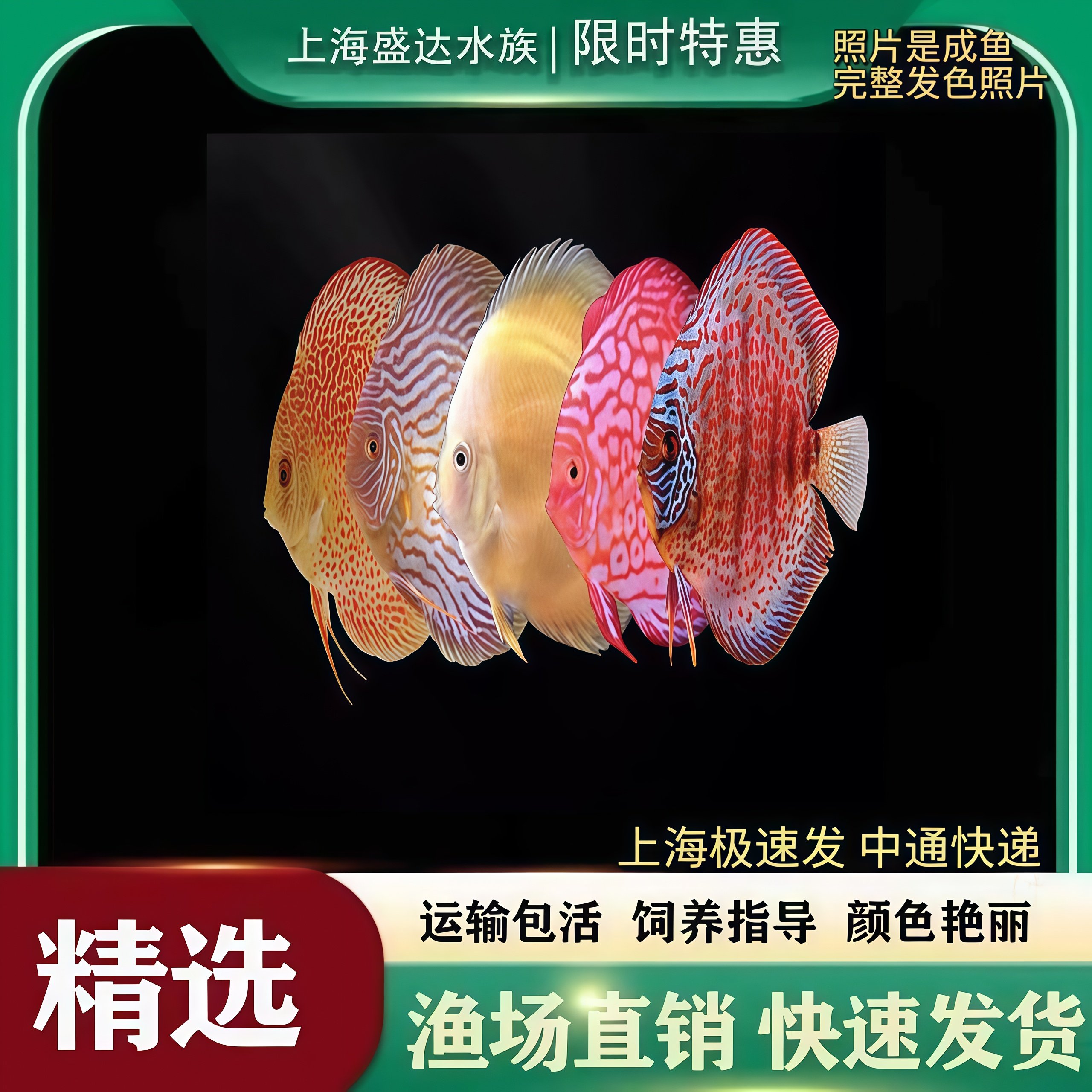 七彩神仙鱼热带观赏鱼淡水鱼阿莲卡松石红鸽子鱼财神天之蓝燕子鱼