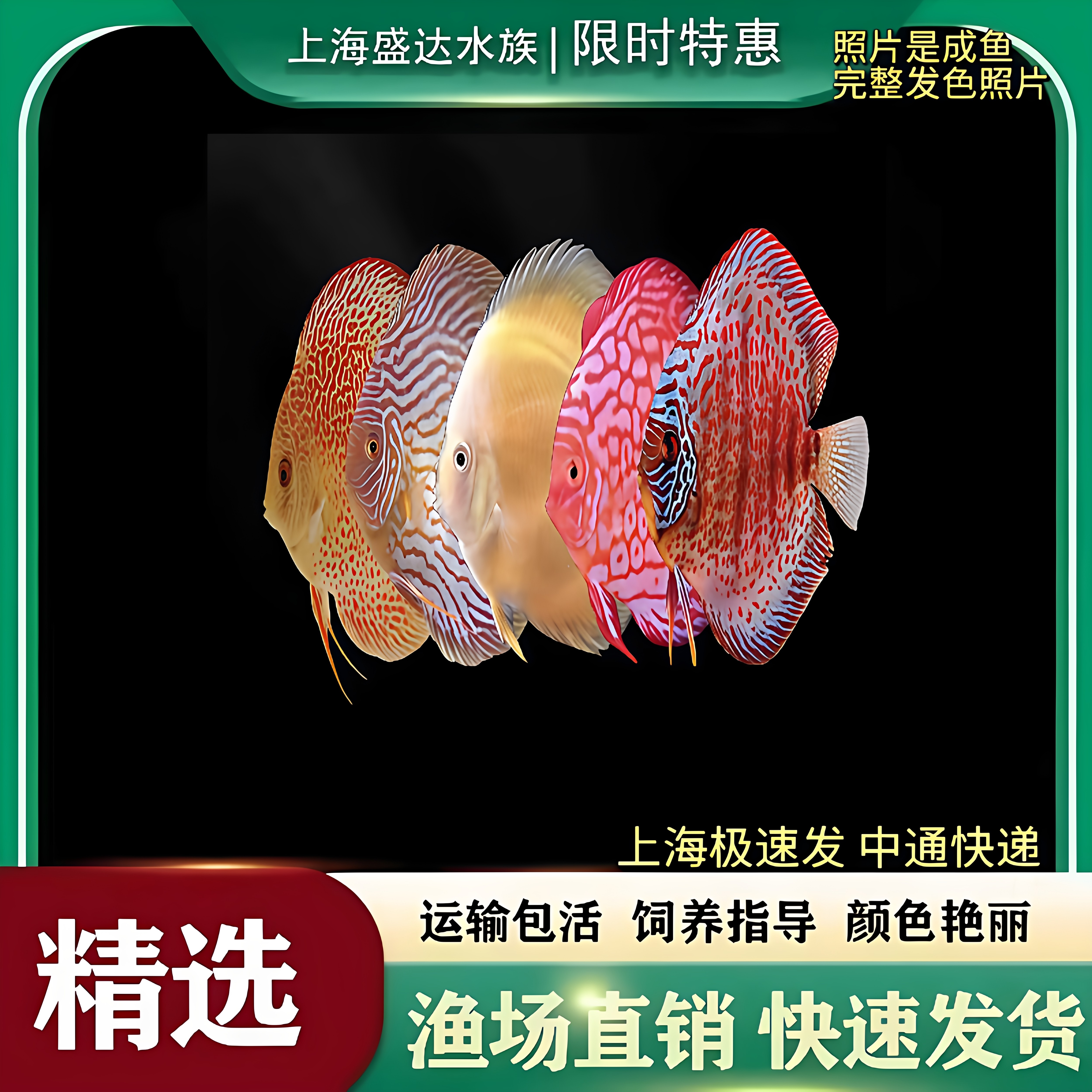 七彩神仙鱼热带观赏鱼淡水鱼阿莲卡松石红鸽子鱼财神天之蓝燕子鱼