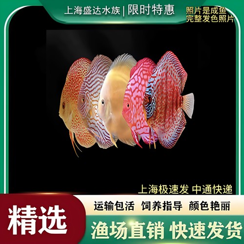 热带鱼观赏鱼七彩神仙阿莲卡燕鱼