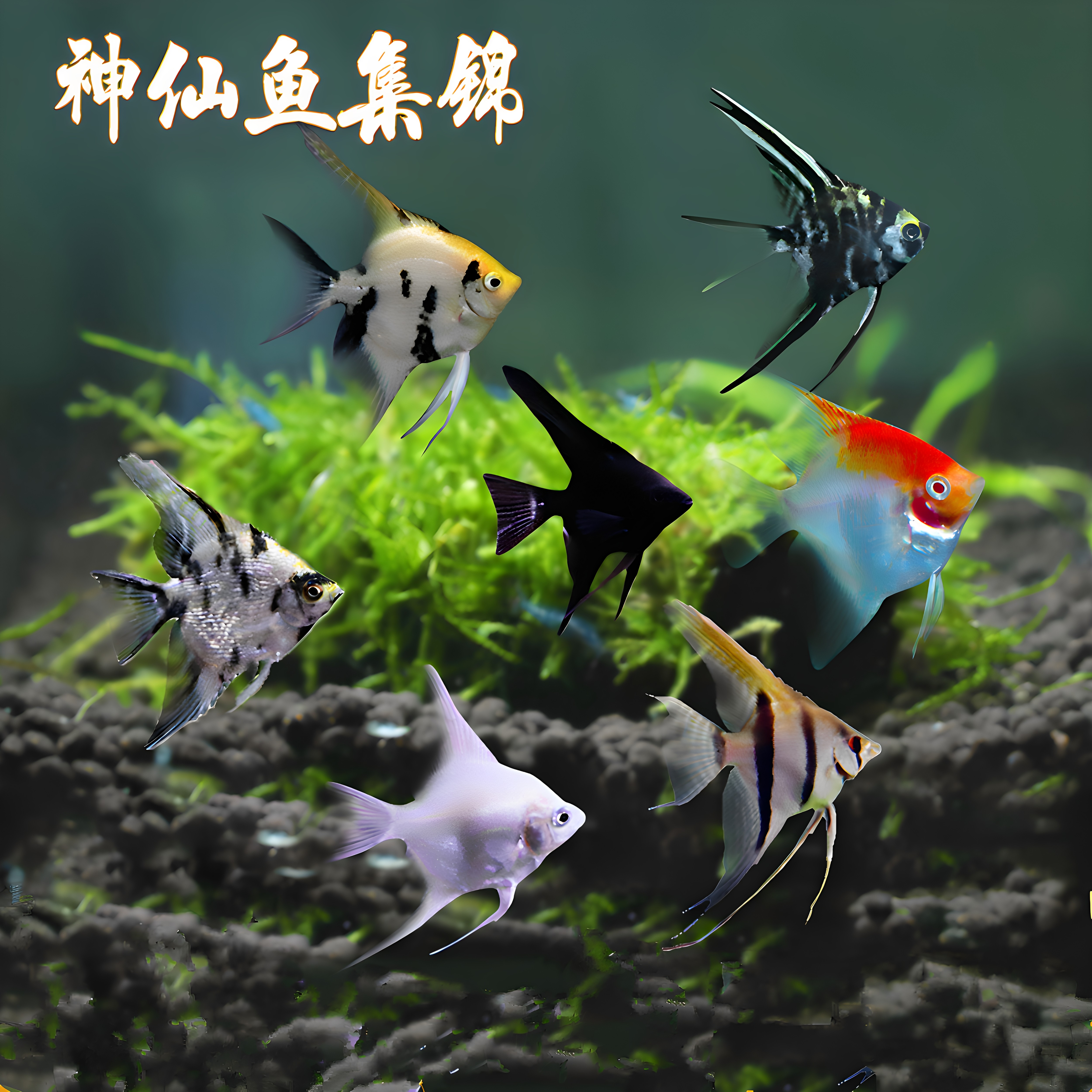 燕子鱼神仙鱼秘鲁鱼红头三色热带观赏鱼好养耐活淡水草缸鱼天使鱼