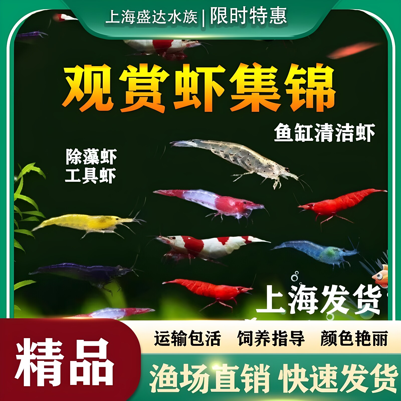 观赏虾活体宠物草缸黑壳水晶虾樱花极火米虾大和除藻工具虾苗淡水