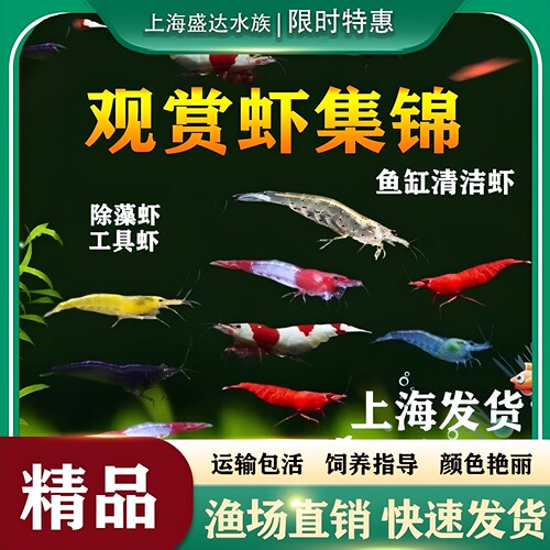 观赏虾淡水清洁除澡除饲料残渣