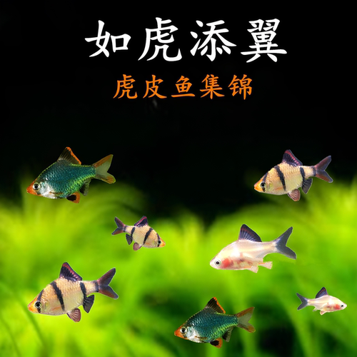 小三间虎皮鱼观赏鱼虎皮鱼热带鱼