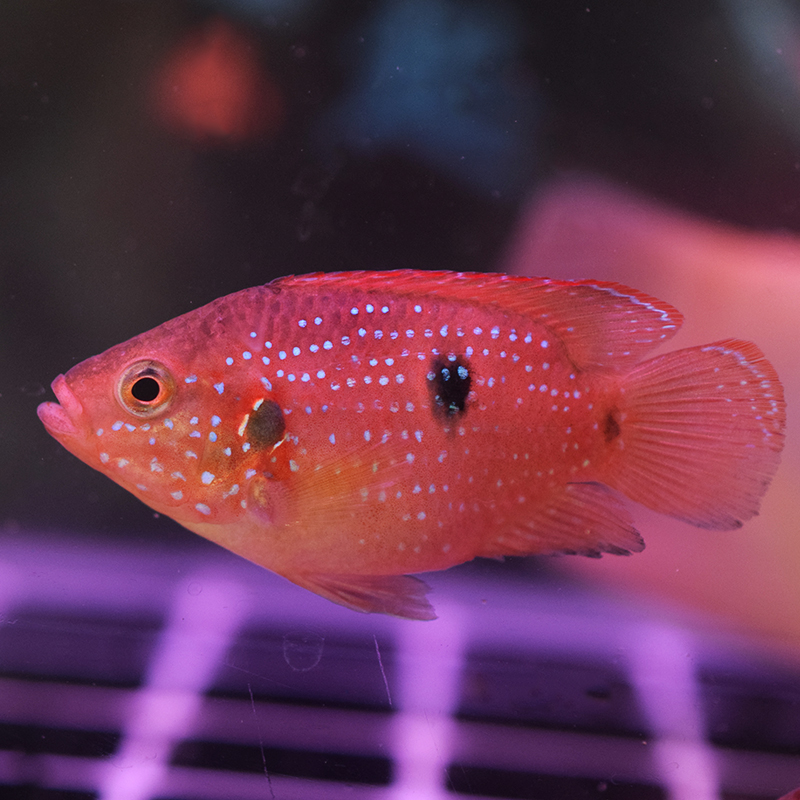 热带鱼观赏鱼红宝石鱼血钻鱼非洲三湖慈鲷鱼淡水鱼水族宠物马鲷鱼