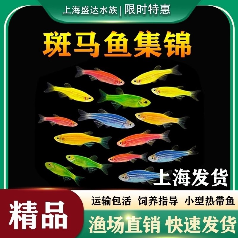 斑马鱼小型热带鱼观赏鱼好养耐活鱼草缸群游鱼淡水灯科鱼活体小鱼,宠物/宠物食品及用品,鱼,淘宝优惠券,粉丝福利购,淘宝优惠卷
