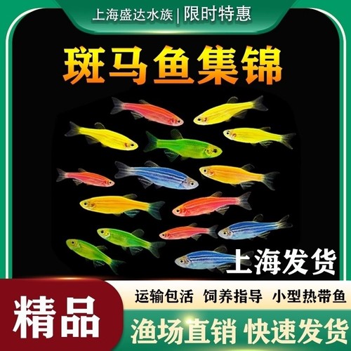 糖果鱼斑马鱼红绿灯淡水颜色艳丽