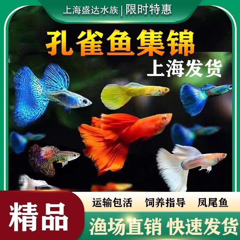 孔雀鱼纯种凤尾观赏鱼好养耐活小型热带鱼活体淡水白金象耳天空蓝