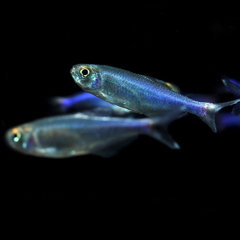 小型热带鱼蓝刚果灯蓝灯鱼灯科鱼草缸鱼群游效果好观赏鱼活体宠物