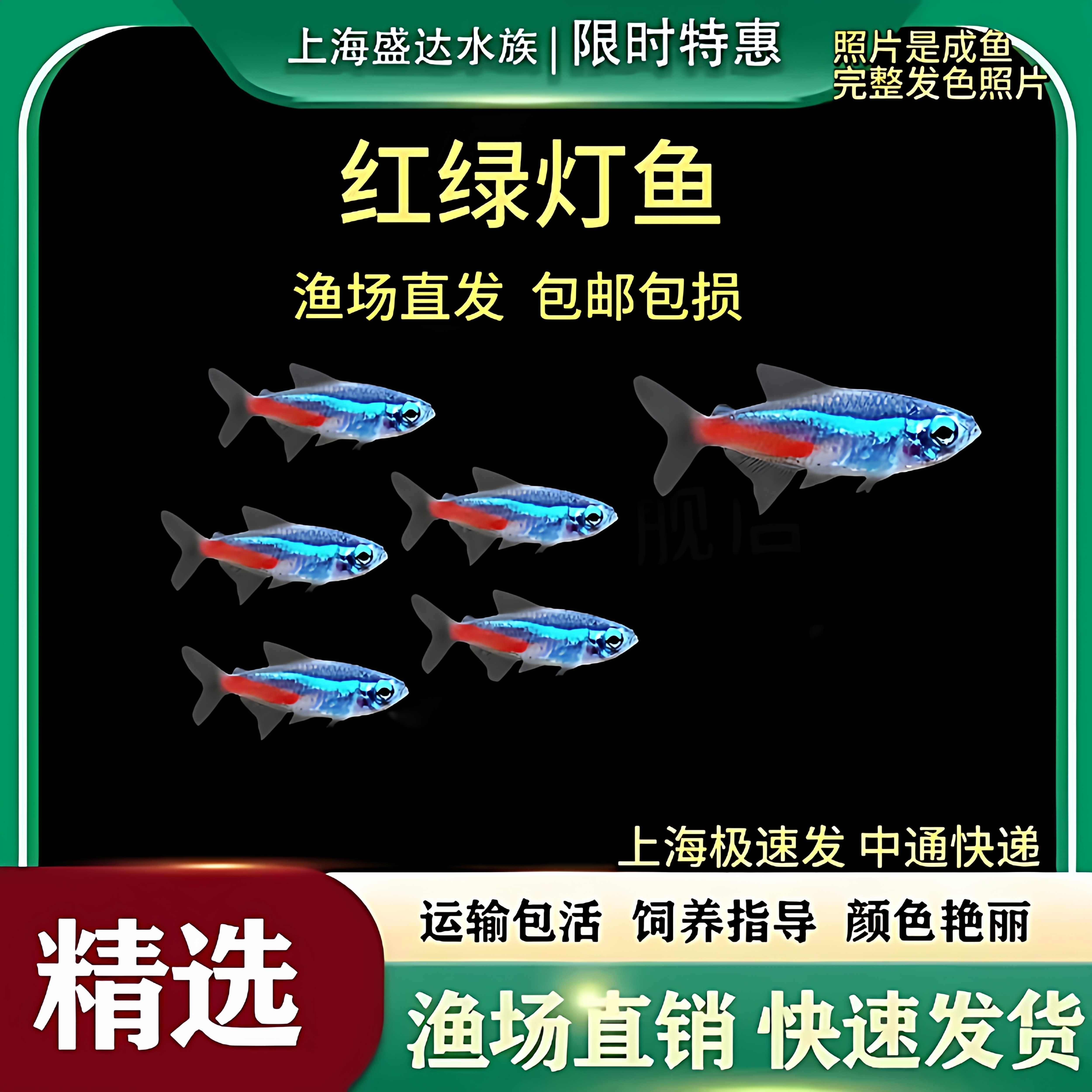 红绿灯鱼热带红绿灯观赏鱼好养耐活鱼宝莲灯鱼灯科淡水小型群游鱼