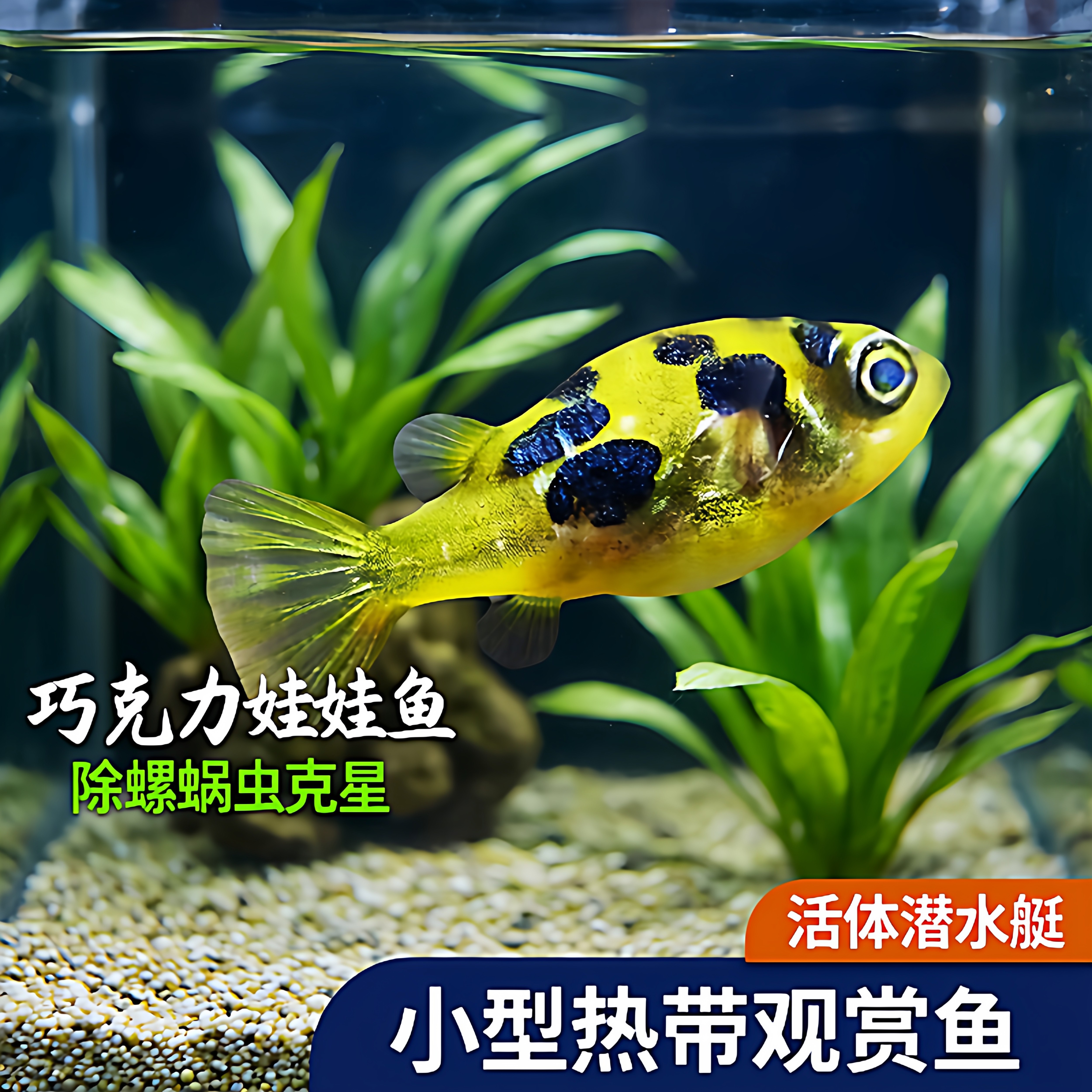 巧克力娃娃鱼河豚除螺蜗虫克星活体潜水艇草缸宠物小型热带观赏鱼