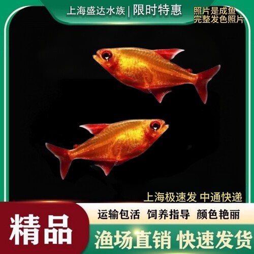 甜心柠檬淡水观赏鱼热带鱼全红