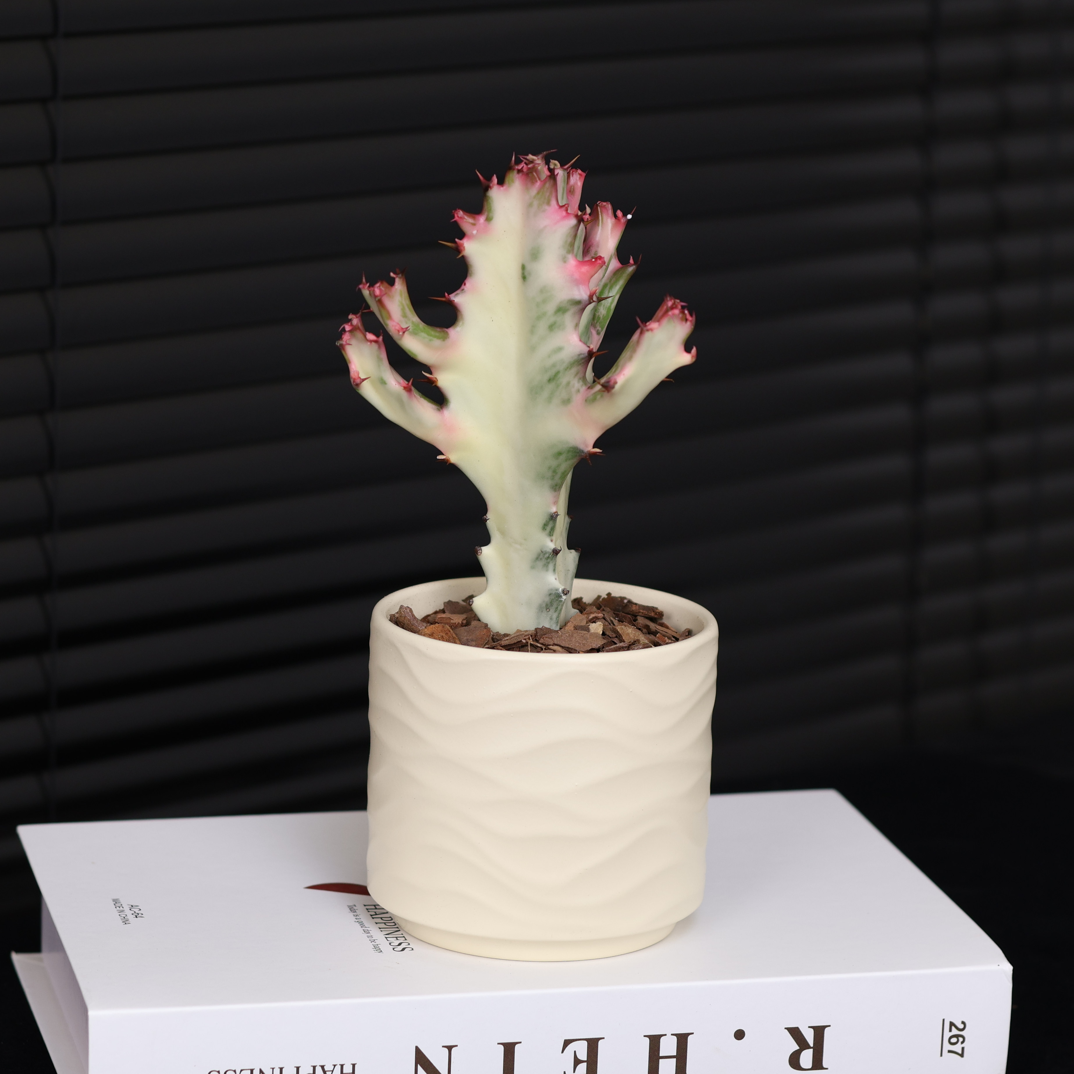 白龙骨锦仙人掌多肉植物室内桌面耐旱新手好养绿植盆栽