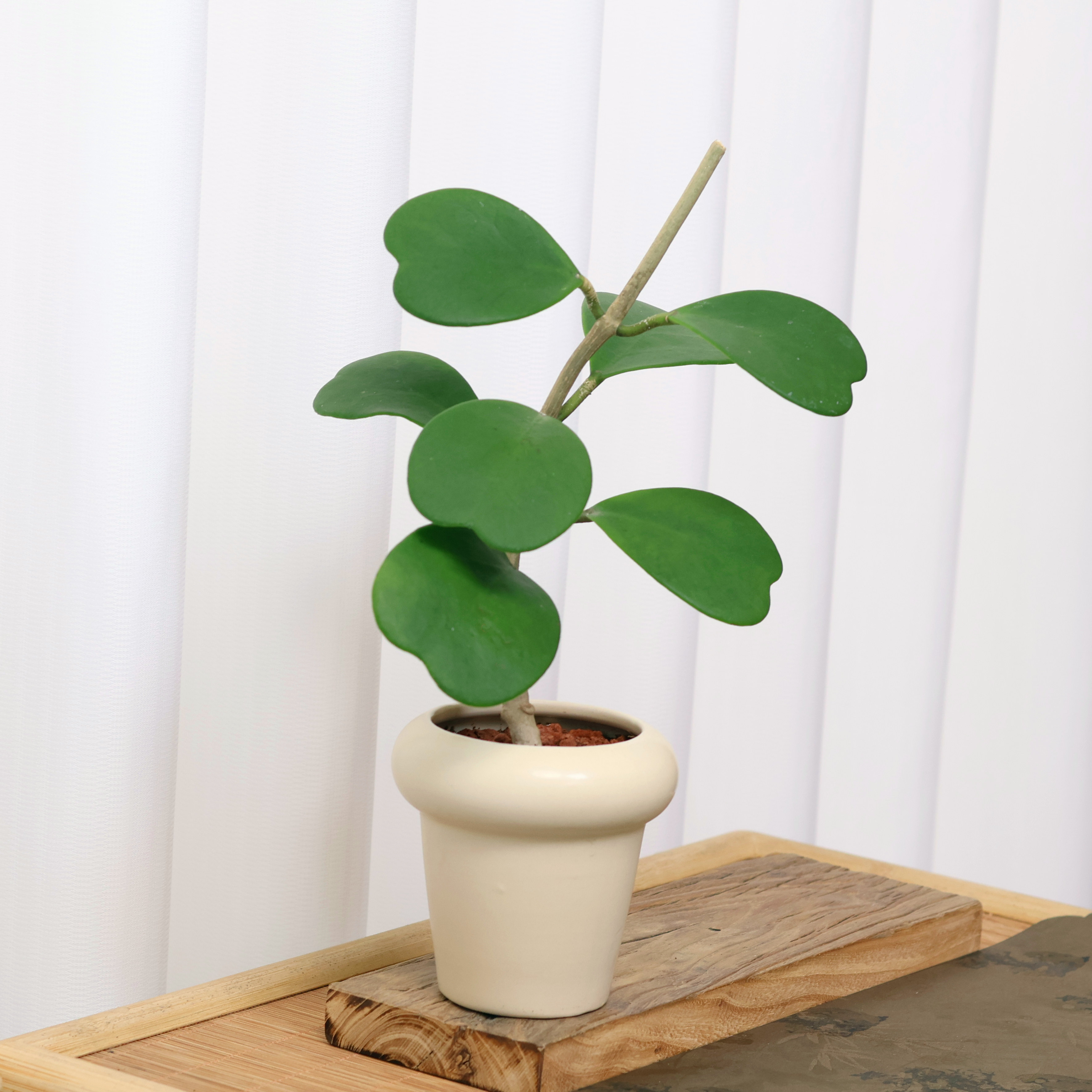心叶球兰老桩带盆桌面观叶绿植多肉植物耐旱新手夏天好养盆栽