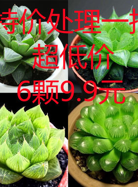 花草植物园多肉植物绿植室内易