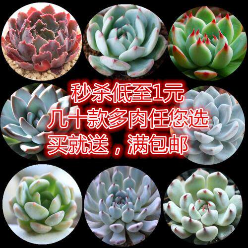 进口多肉植物 办公室桌面防辐射 多肉组合盆栽萌肉肉花卉限时包邮