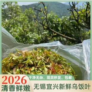 2026新鲜采摘宜兴野生乌饭叶南烛叶乌饭草头可做乌米饭乌米粽黑饭