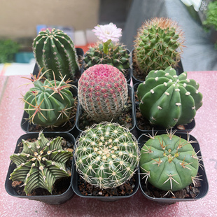 勇将实生仙人球趣味开花白花裸鄂属仙人掌多肉植物桌面防辐射盆栽