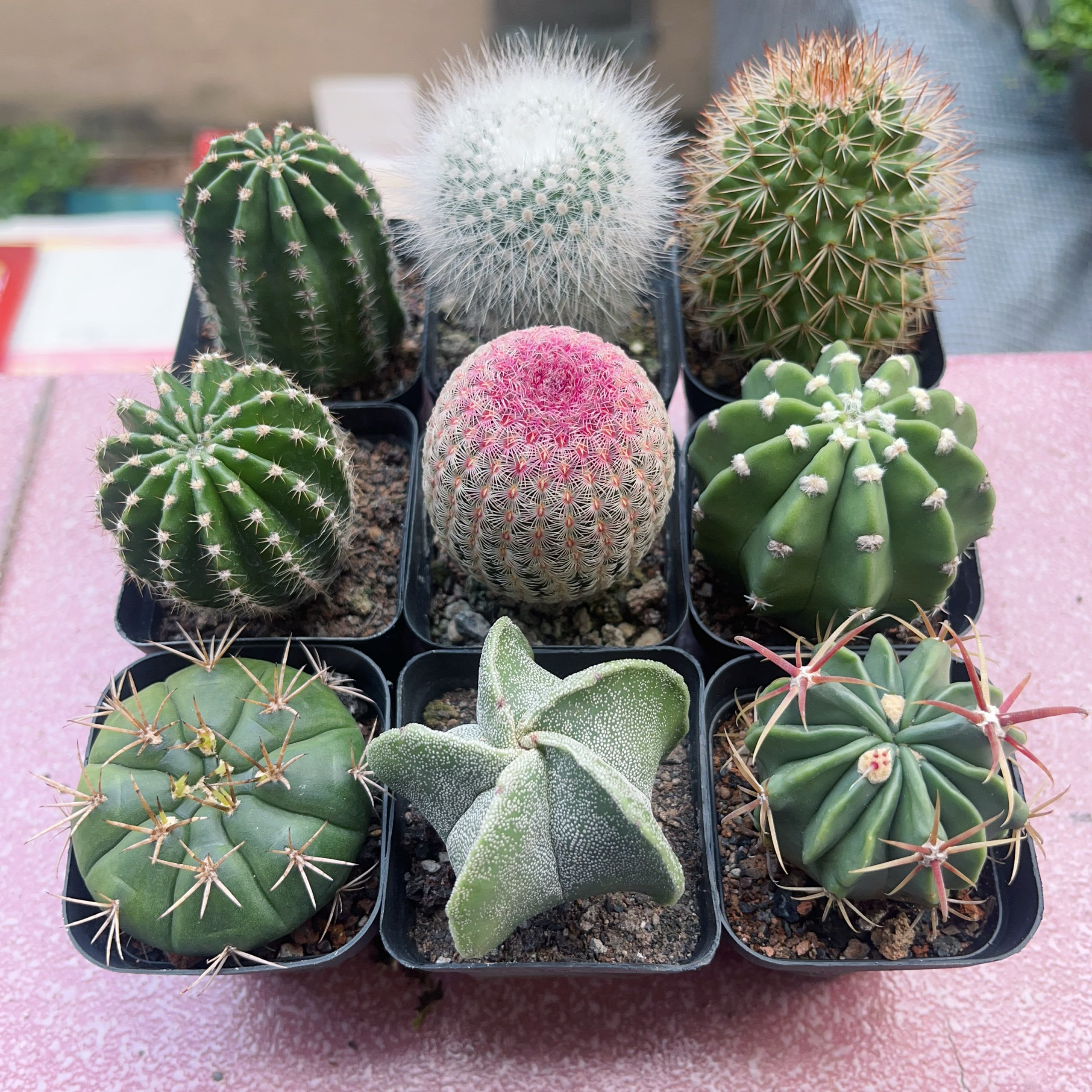 黑金刚仙人球实生开花多肉植物盆栽楼顶阳台夏季好养绿植套餐组合