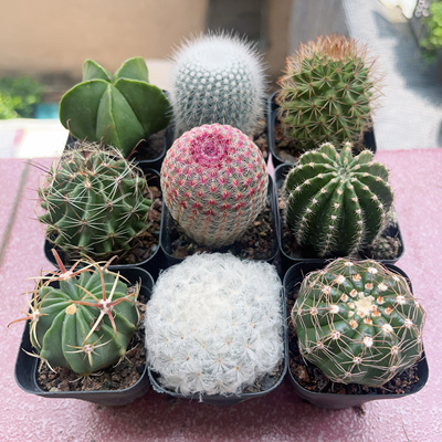 白小丁仙人球组合套餐多肉植物室内防辐射绿植花卉盆栽好养易活小