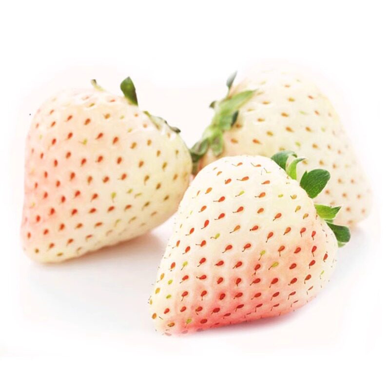 艳九天白草莓草莓桌面盆栽绿植