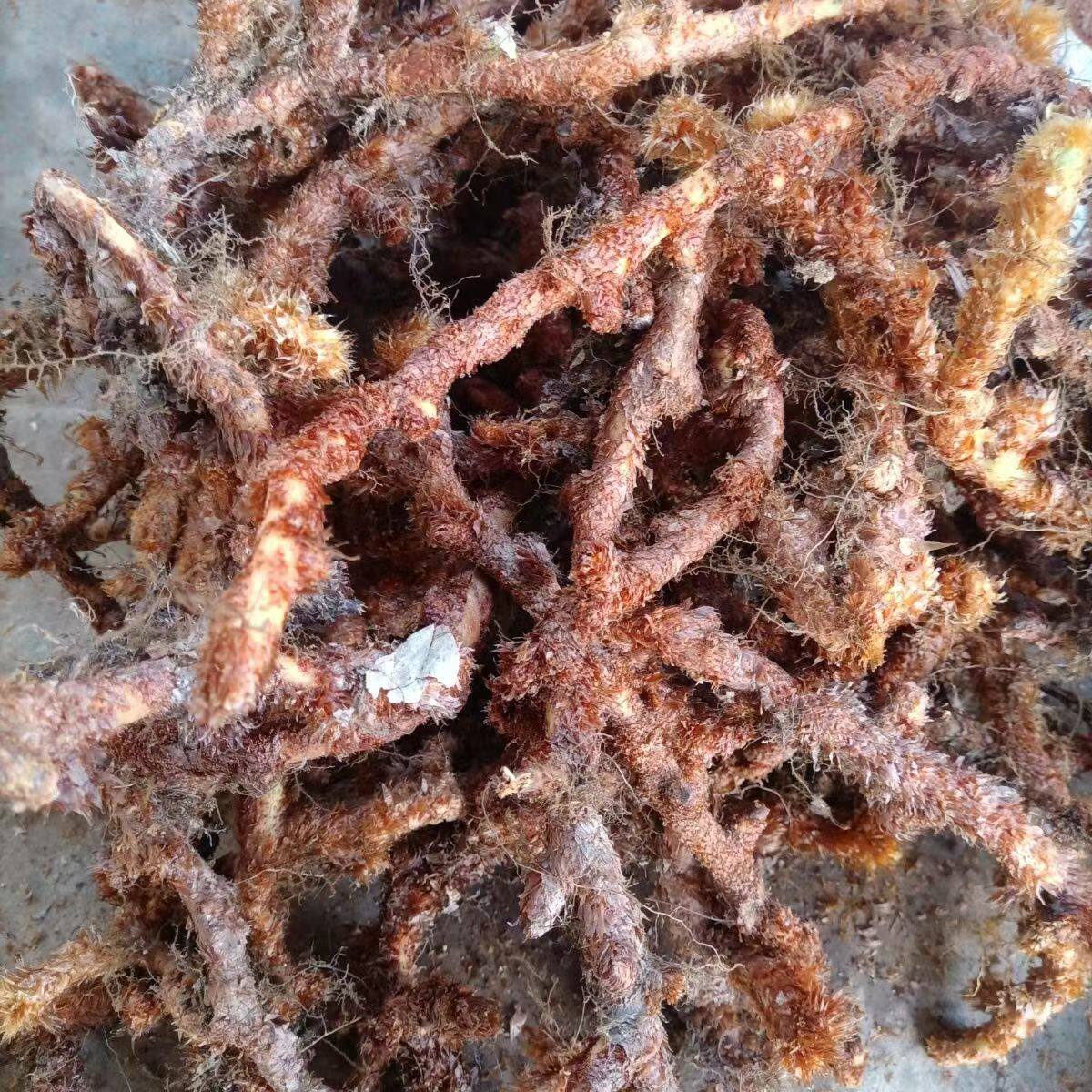 云南深山新鲜骨碎补毛姜爬岩姜石岩姜接骨包邮姜煲汤中药材泡酒