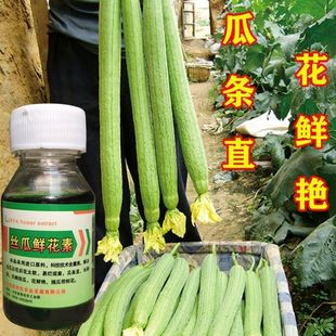 丝瓜专用鲜花素沾花药授粉药顺直拉长顶花防畸增产保花保果浸花药