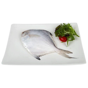 新鲜海捕冷冻野生舟山新鲜银鲳鱼东海石浦小昌鱼平鱼1斤3-4条