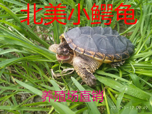 包邮北美鳄龟小鳄鱼龟大鳄龟杂佛鳄龟乌龟活体宠物水龟全品肉龟