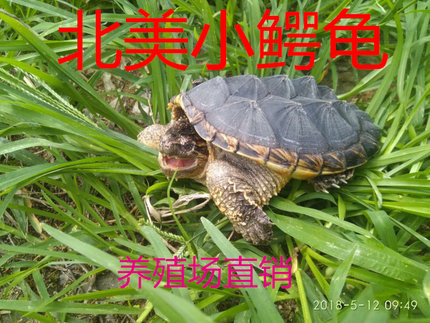 包邮北美鳄龟小鳄鱼龟大鳄龟杂佛鳄龟乌龟活体宠物水龟全品肉龟