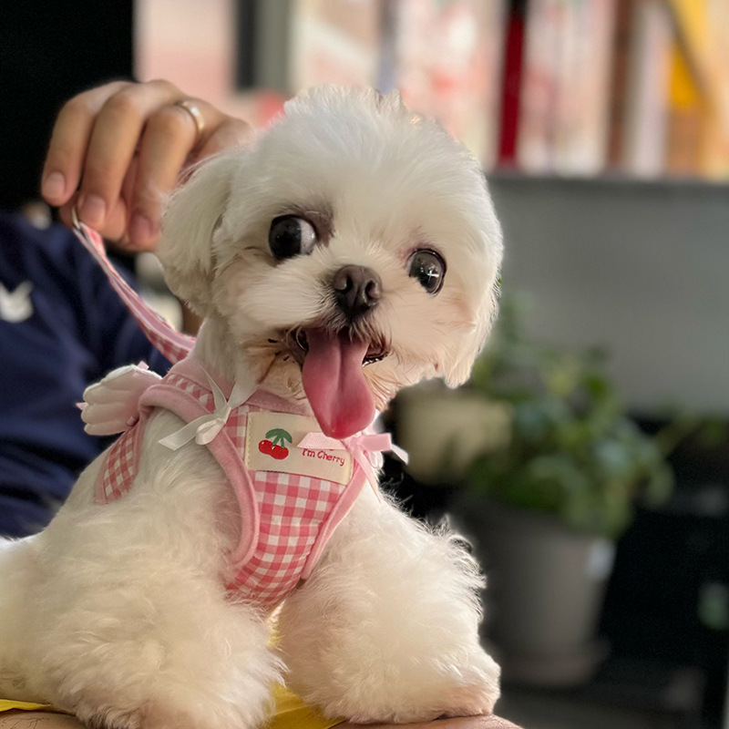 2025新款高颜值狗狗牵引绳背心式超小体马尔济斯小型犬比熊遛狗绳