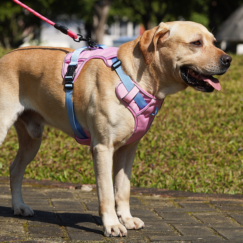 背心式狗狗牵引绳中大型犬拉布拉多金毛柯基胸背带可调节遛狗绳子 宠物/宠物食品及用品 狗牵引绳 原图主图