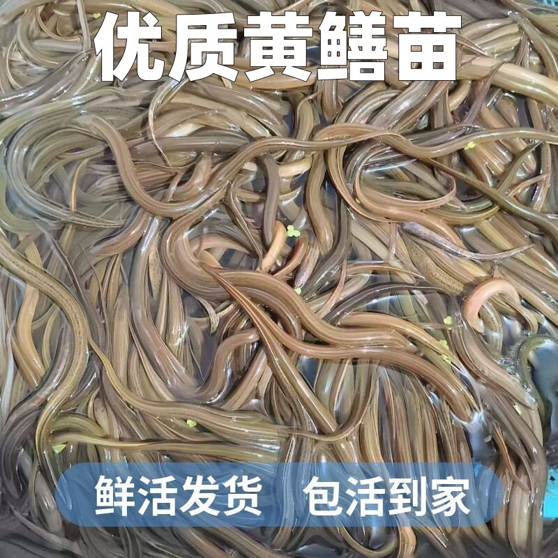 黄鳝苗批发黄鳝鱼苗鲜活稻田鱼塘养殖黄鳝苗长鱼包邮包路损鳝鱼苗