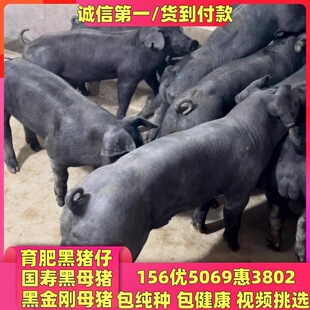 猪仔活苗黑金刚母猪太湖母猪国寿黑母猪长白母猪大白母猪杜洛克猪
