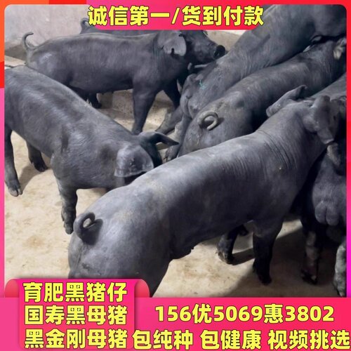 猪仔活苗黑金刚母猪太湖母猪国寿黑母猪长白母猪大白母猪杜洛克猪