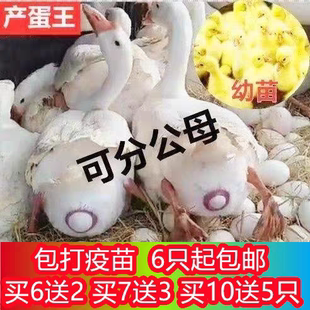 鹅活苗大白鹅活苗大型幼苗产蛋王浙东鹅四季鹅特大种三花鹅苗活体