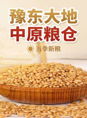 农家小麦粒猫草可食用酿酒喂鸟