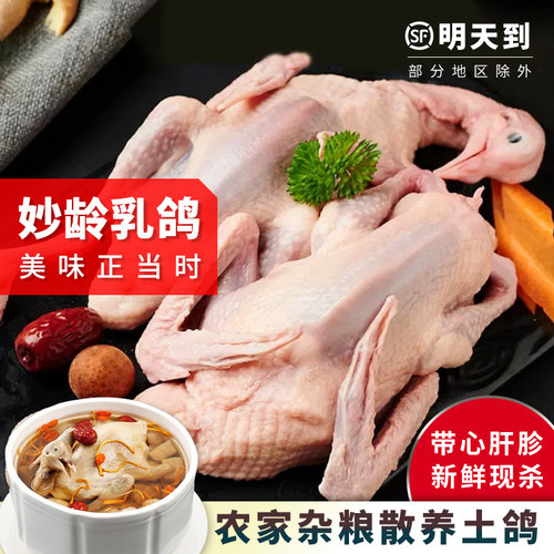鸽子新鲜现杀农家散养土鸽特惠价