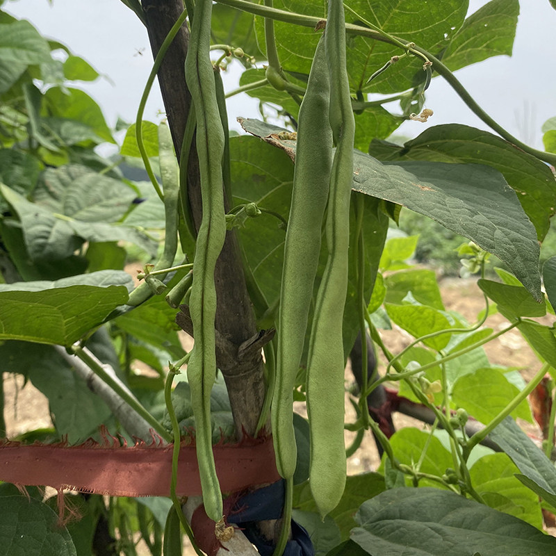 大别山农家自种四季豆  露天种植新鲜现摘 新鲜蔬菜 扁豆角400g|msdalam kategori daging perikanan/Buah-buahan segar dan sayur-sayuran/dimasak, sayur-sayuran segar/Vegetable Products, sayur-sayuran segar, lain - dari Buy2taobao.com untuk memberikan perkhidmatan ejen Taobao profesional membeli