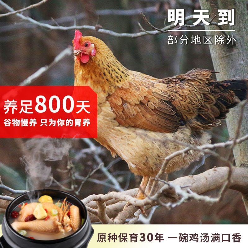 2只老母鸡土鸡新鲜现杀大别山走地鸡草鸡柴鸡安徽农家散养整只_虎窝淘