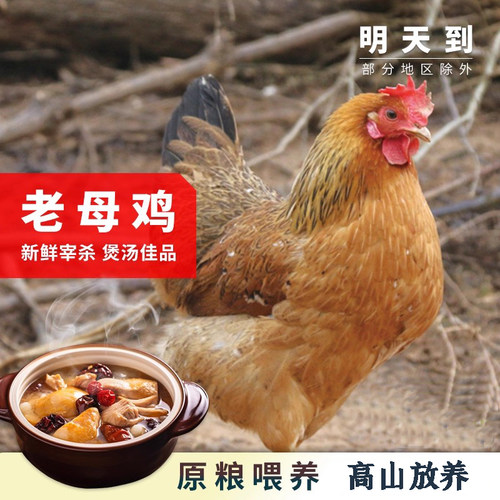 2只高山散养老母鸡新鲜现杀