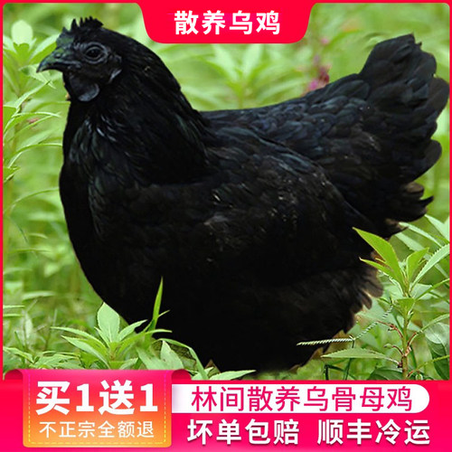 精品乌鸡正宗土鸡 农家散养冷冻鸡肉新鲜整只乌骨鸡五黑鸡老母鸡 - 封面