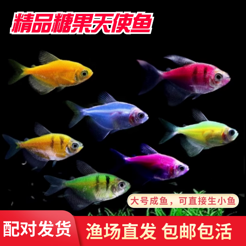 糖果天使鱼活体小型鱼苗观赏鱼耐活鱼荧光冷水鱼群游淡水热带鱼苗